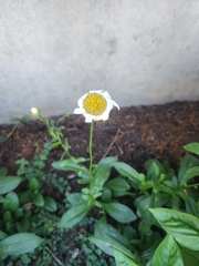 Leucanthemum maximum