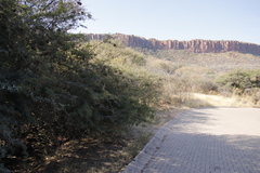 Dichrostachys cinerea