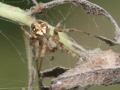 Neoscona arabesca