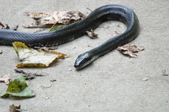 Pantherophis alleghaniensis