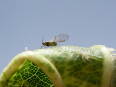 Brachycaudus amygdalinus