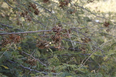 Dichrostachys cinerea