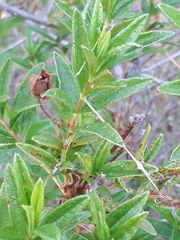 Cistus
