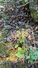 Sanicula canadensis