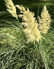 Cortaderia