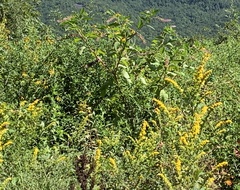 Solidago rugosa