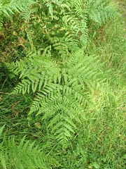 Pteridium pinetorum