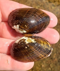 Alasmidonta undulata