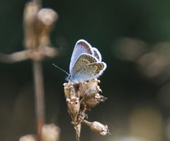 Plebejus