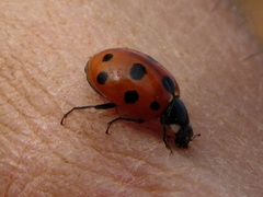 Coccinella undecimpunctata