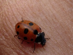 Coccinella undecimpunctata