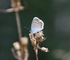 Plebejus