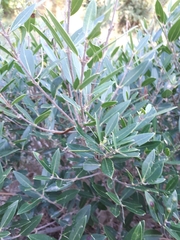 Phillyrea angustifolia