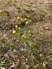Trifolium aureum