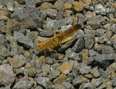 Dissosteira carolina