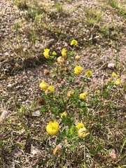 Trifolium aureum