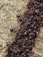 Aphidomorpha