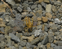 Dissosteira carolina