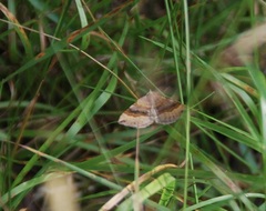 Scotopteryx chenopodiata