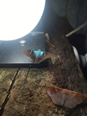 Astraptes fulgerator azul