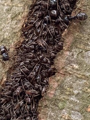 Aphidomorpha