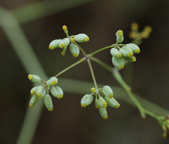 Bupleurum rigidum rigidum