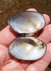 Alasmidonta undulata