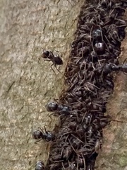 Aphidomorpha