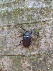 Prionus coriarius
