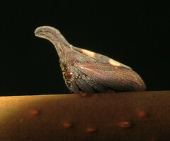Enchenopa binotata