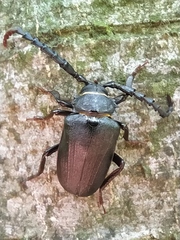Prionus coriarius
