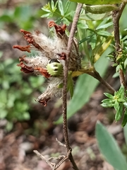 Anthyllis vulneraria
