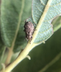 Strophosoma capitatum