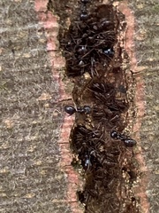 Aphidomorpha