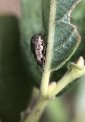 Strophosoma capitatum