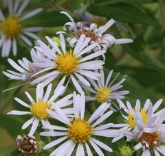 Symphyotrichum firmum