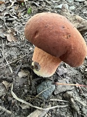 Boletus subvelutipes