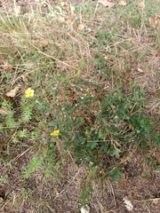Potentilla argentea