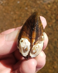 Alasmidonta undulata