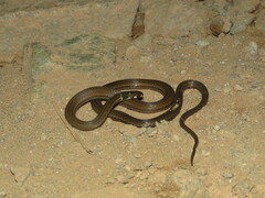 Tantilla melanocephala