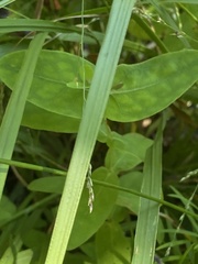 Hypericum virginicum