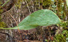Bupleurum rigidum rigidum