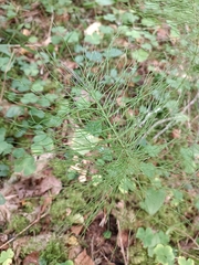 Equisetum