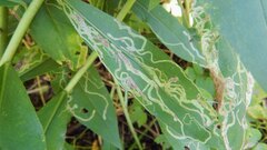 Agromyzidae