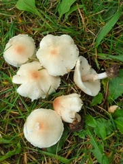 Verrucosporaceae