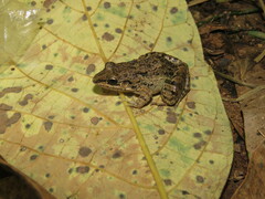 Leptodactylus fragilis