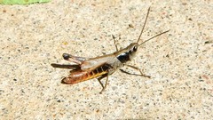 Chloealtis conspersa