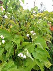 Sparrmannia africana