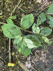 Persicaria filiformis