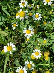 Matricaria